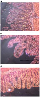 Tributyrin and anise mixture supplementation improves growth performance, nutrient digestibility, jejunal villus height, and fecal microbiota in weaned pigs